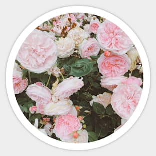 Pastel Roses Sticker